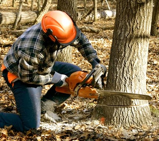Tree Removal in Splendora, TX